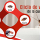 ciclo de vida de cucaracha