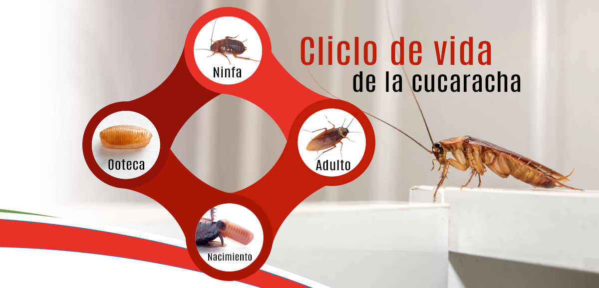 ciclo de vida de cucaracha
