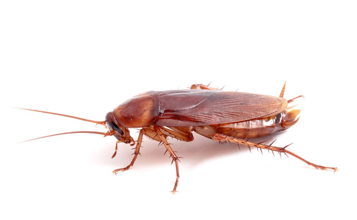 cucaracha americana