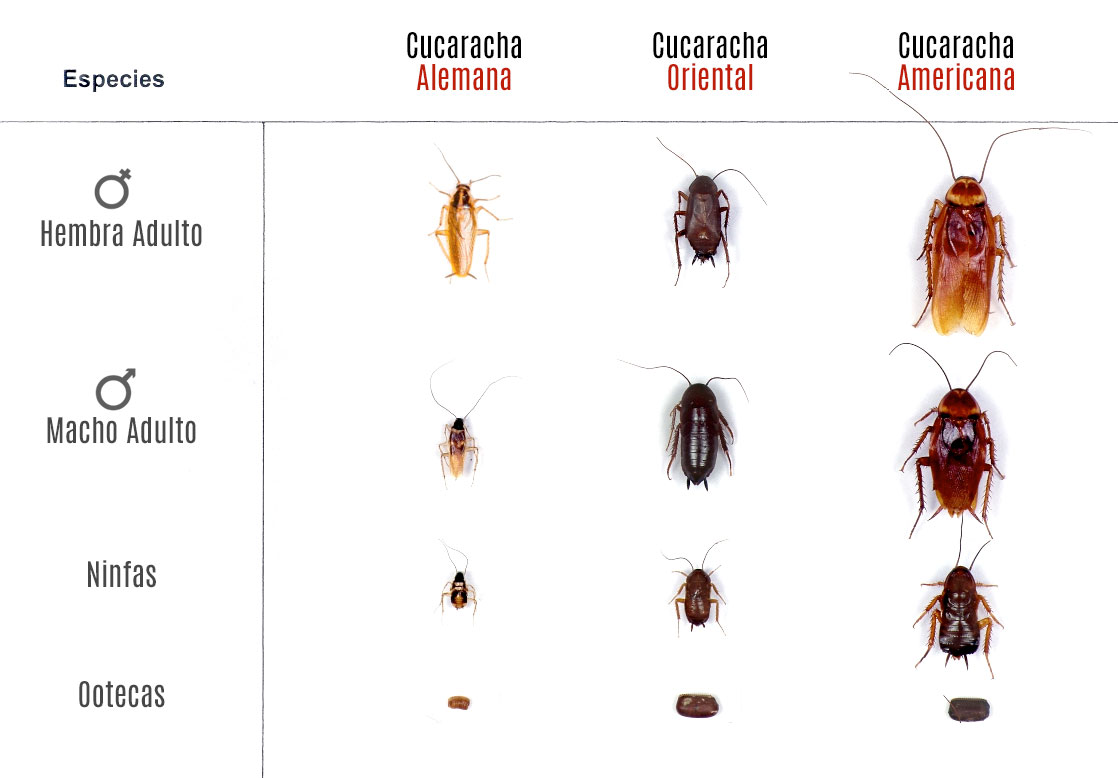 etapas de vida cucaracha