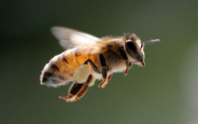abejas monterrey