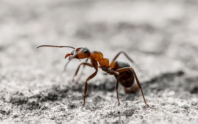 hormigas monterrey