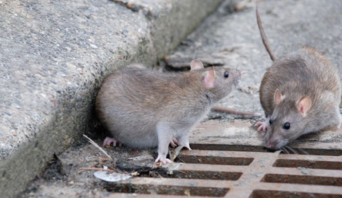 Fumigaciones de ratones y ratas en Monterrey