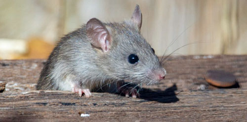 ratas y ratones
