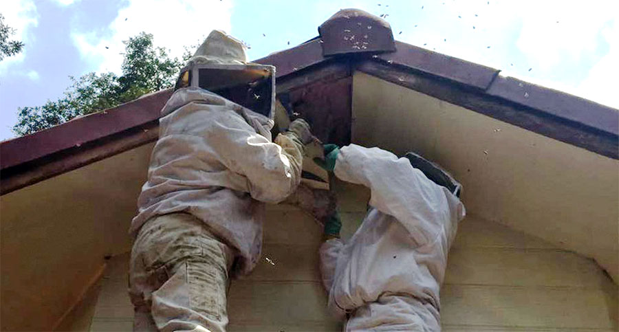 Fumigaciones de avispas y abejas en Monterrey