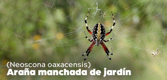Tipos de Arañas de Monterrey y Nuevo León 】 - Fumigar 9m2