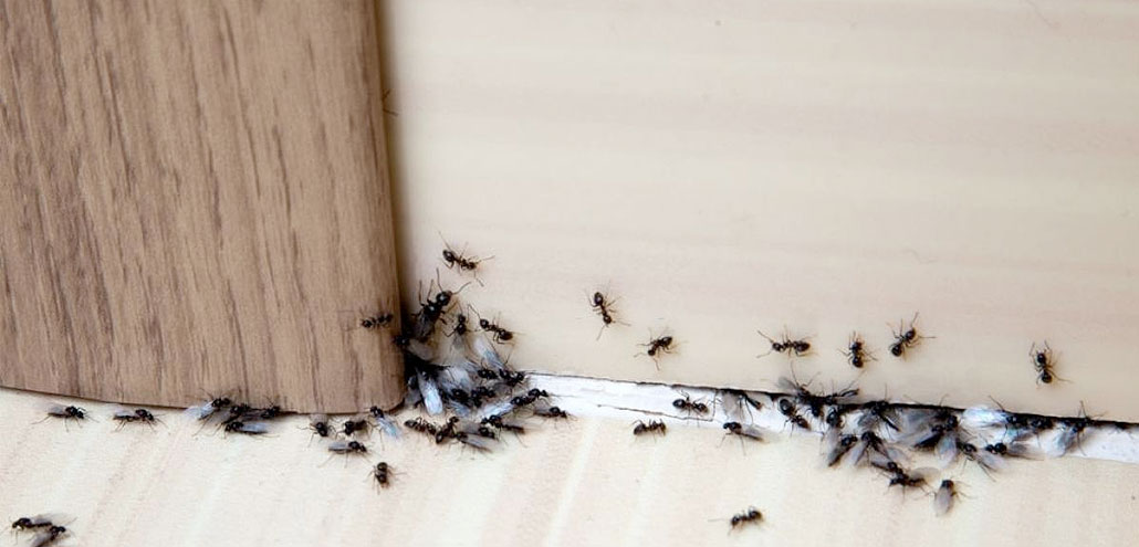 Como eliminar hormigas de la casa
