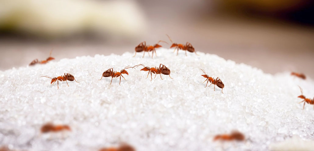 Consejos para deshacerse de las hormigas