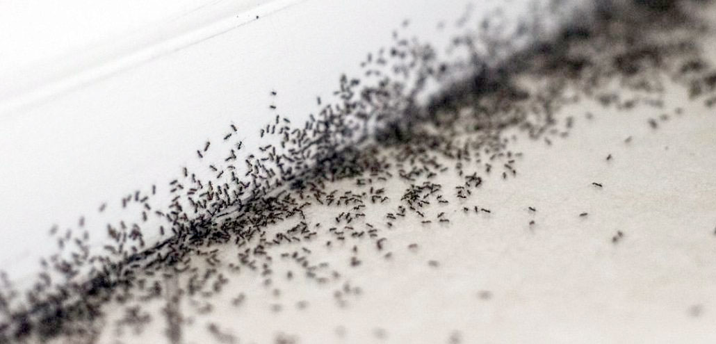 como eliminar hormigas en casa