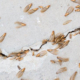 termitas comen concreto