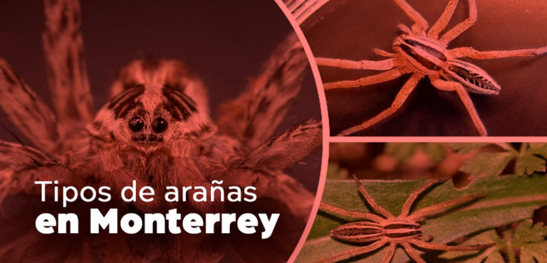 Tipos de Arañas de Monterrey y Nuevo León 】 - Fumigar 9m2