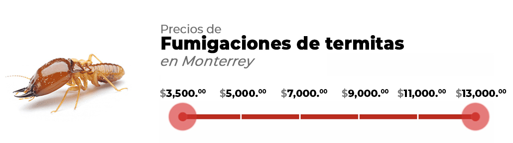 Cuanto cuesta una fumigación contra termitas en Monterrey